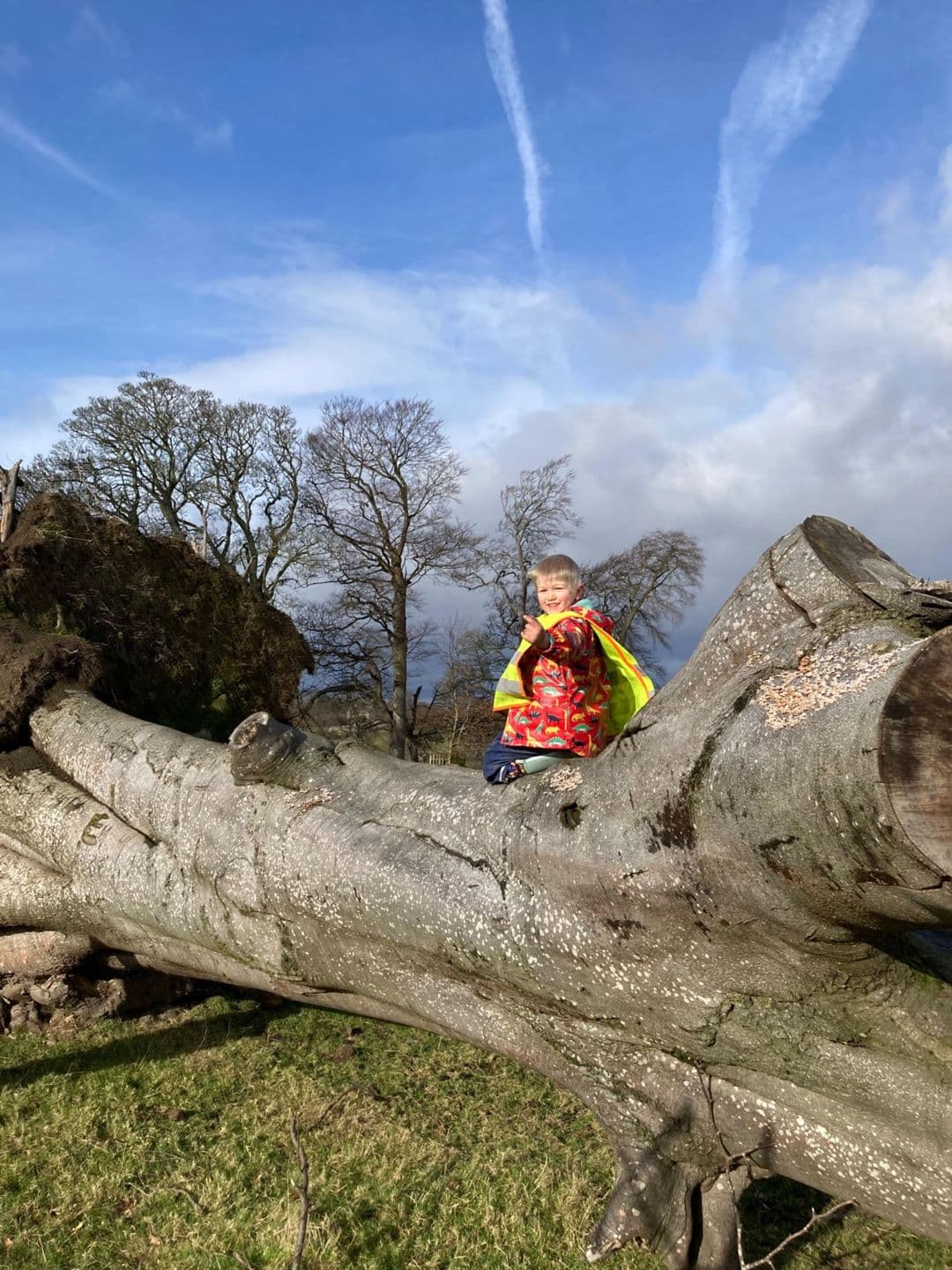 Children exploring the woodland
